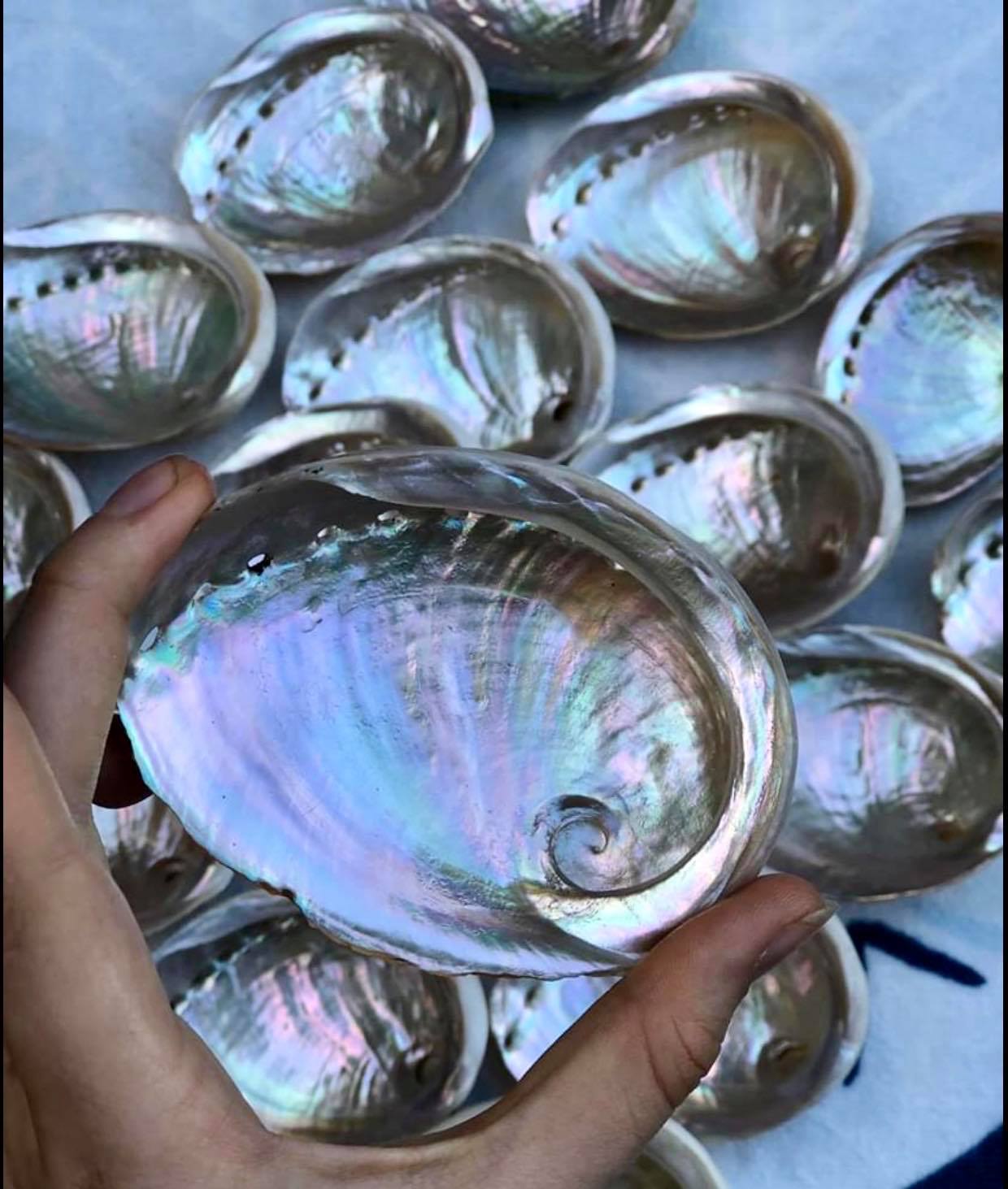 Abalone Shell - Small