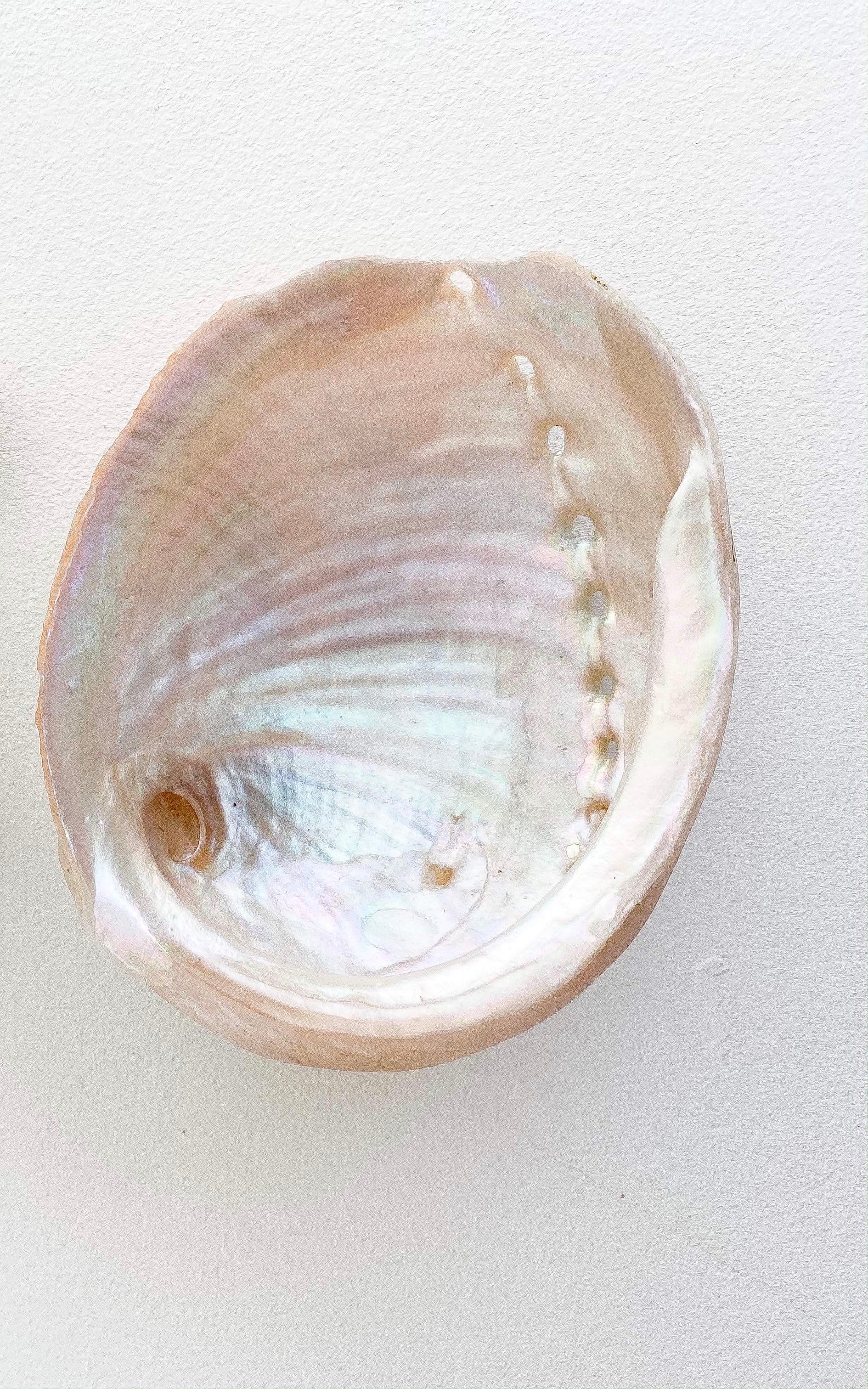 Abalone Shell - Small